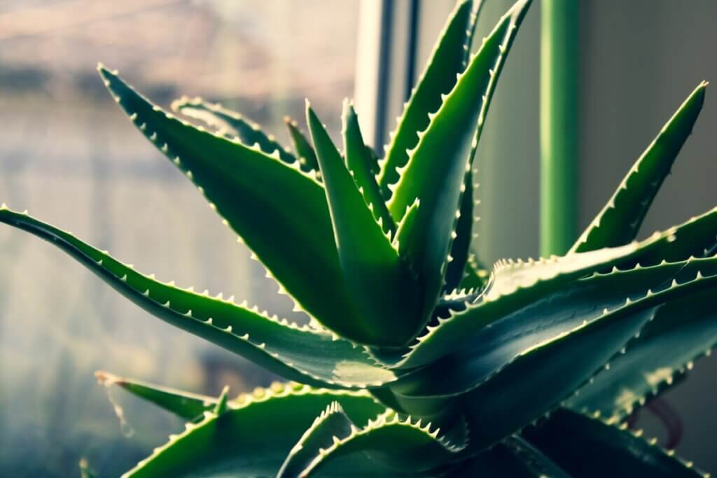 Aloe vera